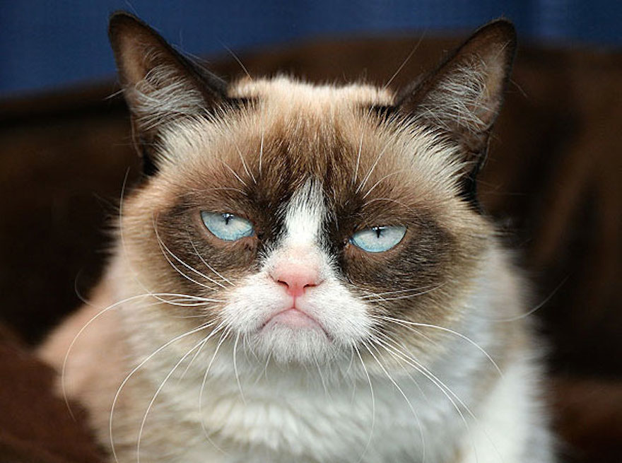most-popular-cats-grumpy-cat-4